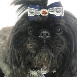 veterin&aacute;ria passo fundo cachorro gato