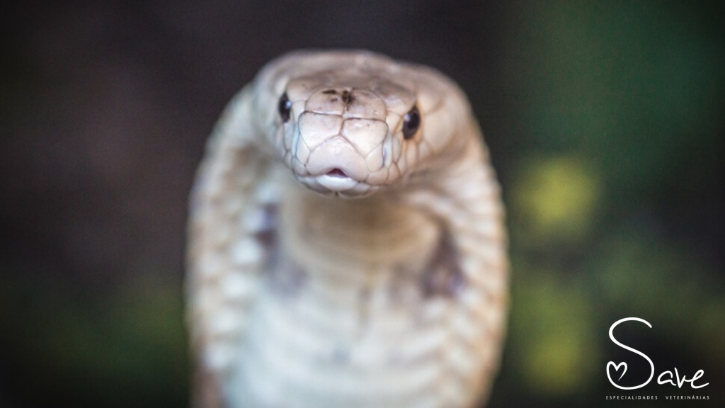 Serpentes como animais de estima&ccedil;&atilde;o: quais os riscos?