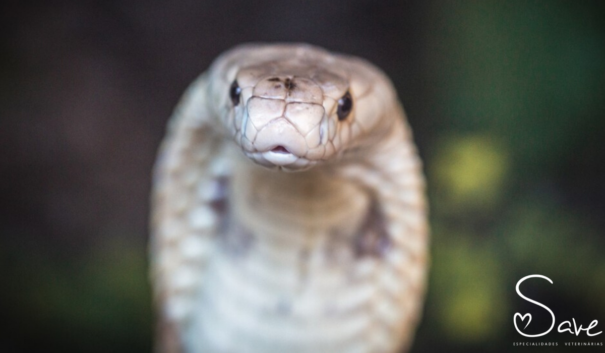 Serpentes como animais de estimação: quais os riscos?