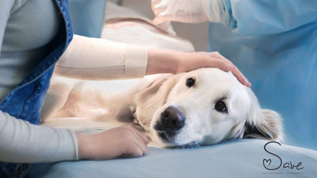 Cada animal recebe a anestesia de uma forma espec&iacute;fica